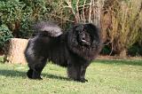 CHOW CHOW 800